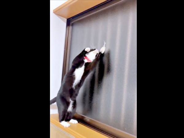 体をよじってヤモリを捕まえようとするあられちゃん（画像提供：もちすけさん）