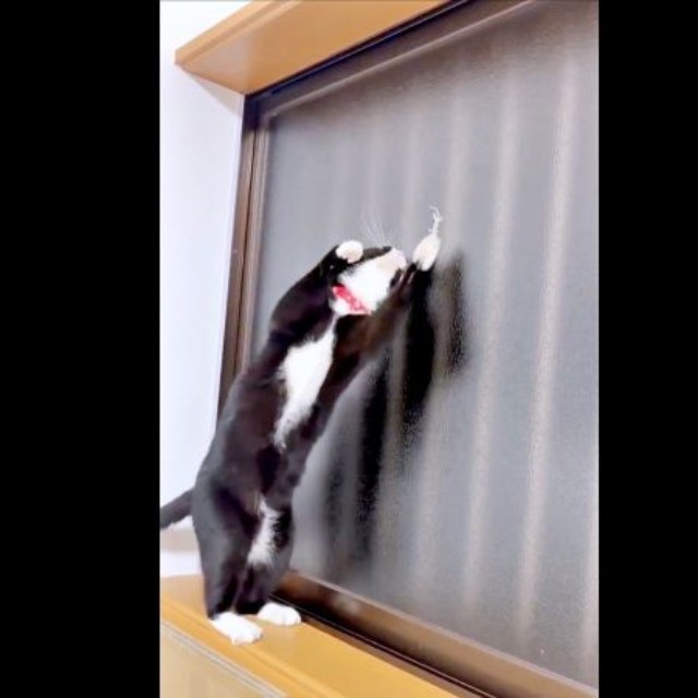 体をよじってヤモリを捕まえようとするあられちゃん（画像提供：もちすけさん）