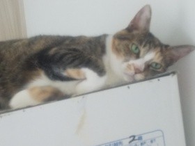 もうすぐシニア　少しでもケアできる猫に！サビの抱っこまであと少し？