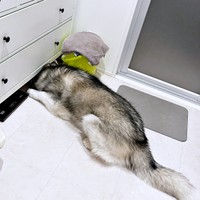 「そこは入れないよ」。頭を突っ込むレオくん（画像提供：ルーナ レオさん）