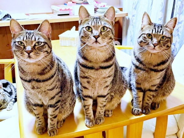 「ごはんちょうだい！」3匹→6匹で朝のアピールスタート（画像提供：はるとさん）