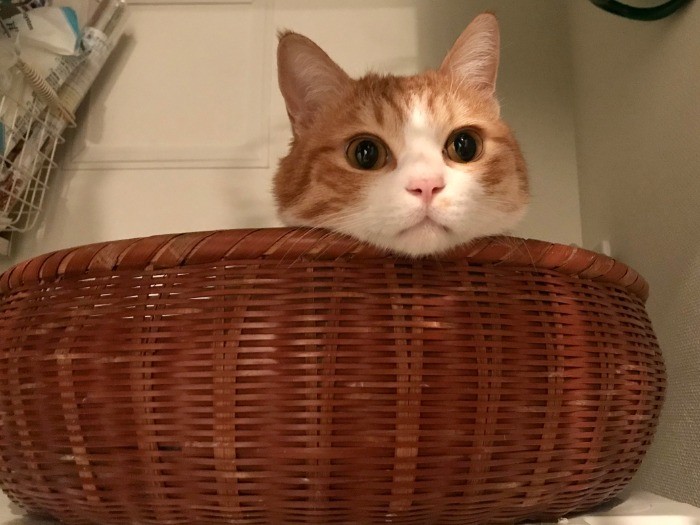 新しいお気に入りの場所を見つけたごろりん