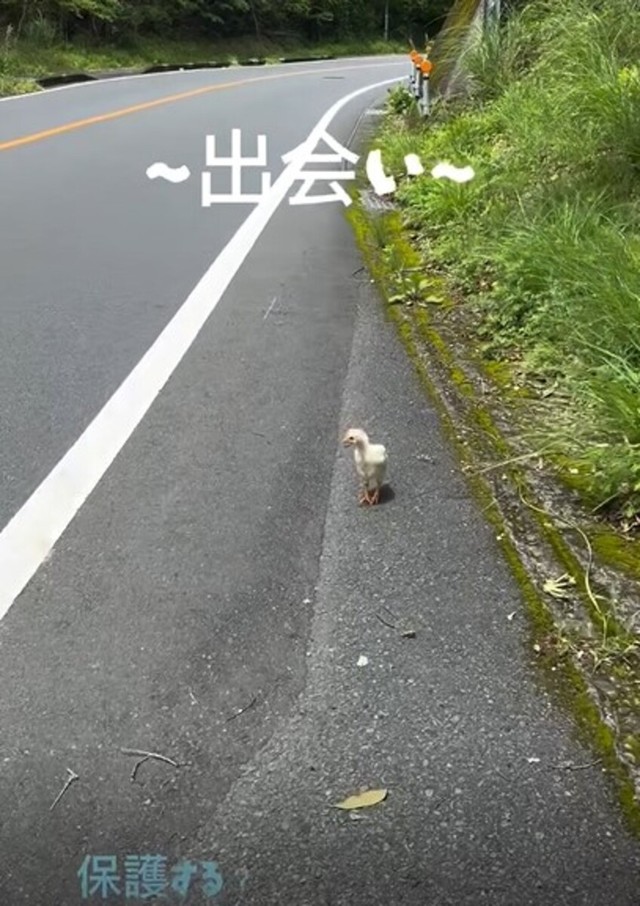 道路で出会った“ナニカ”はまさかのひよこ！「保護する？」／こめりさん（@maigonokomeri）提供