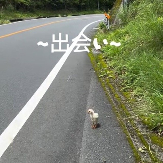 道路で出会った“ナニカ”はまさかのひよこ！「保護する？」／こめりさん（@maigonokomeri）提供