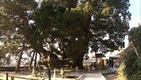 樹齢1600年　宝生院のシンパクにしめ縄飾り　香川・小豆島