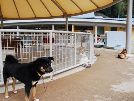 殺処分ゼロ、熊本の挑戦　殺さない方法はきっとある②