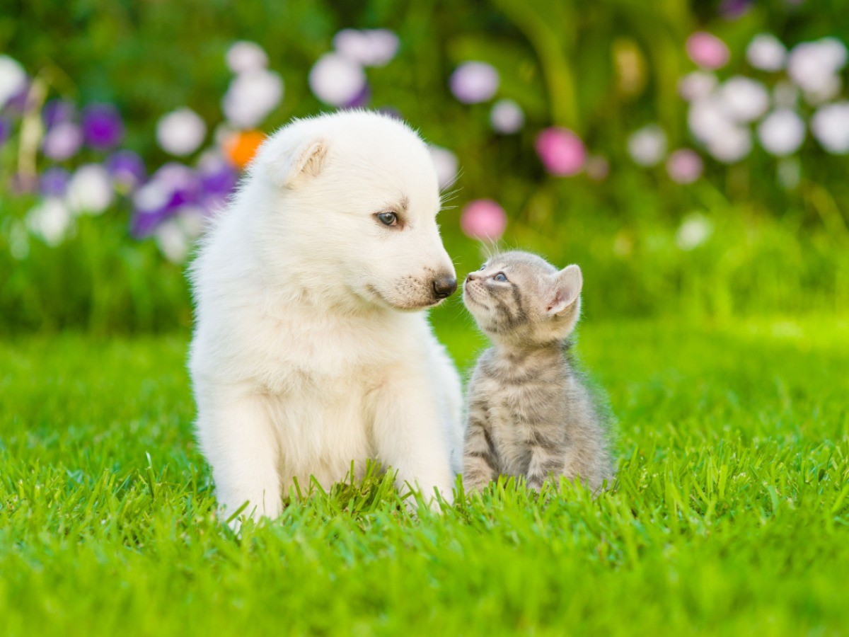 英のペットショップ、生後6カ月未満の子犬・子猫の販売禁止へ | 「犬