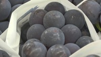 津山地域でハウス栽培したブドウの出荷始まる　甘さと酸味のバランスがよい仕上がり　岡山