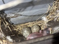 生後間もないヒナと、孵化前の卵が二つ／Yoshihito OHMURAさん（@lichemon5）提供