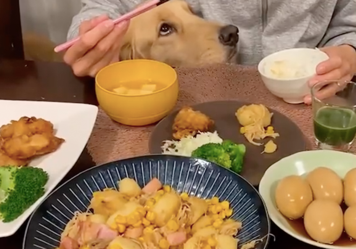飼い主さんの食事中、上目遣いでおねだりするまるくん。これに耐えながらごはんをいただきます（イヌのまるとネコのさん さんのTwitterより）