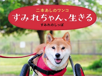 事故で足２本切断、２日間治療受けられず　でも懸命に生きる柴犬