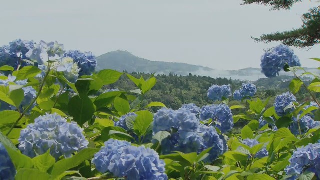 丘一面のアジサイが見頃　宮城・気仙沼市の赤坂公衆園