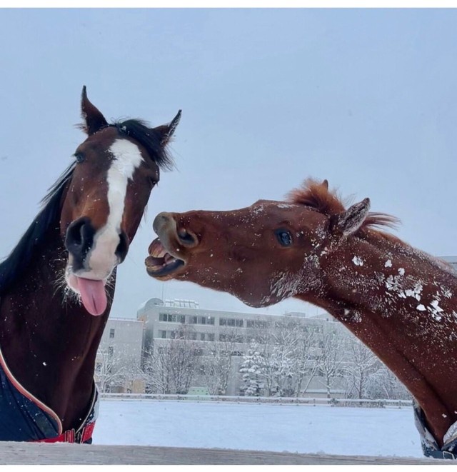 ノガロ（右）／北大馬術部（@hu_equestrian26）提供