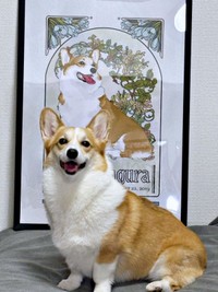 2025年10月12日、うちの子記念日を迎えた神楽ちゃん（画像提供：コーギーの神楽さん）