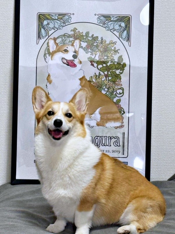 2025年10月12日、うちの子記念日を迎えた神楽ちゃん（画像提供：コーギーの神楽さん）