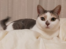 猫「りお」へ、あなたと家族になれて本当に幸せ　〈お手紙コンテストグランプリ〉