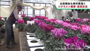 シクラメンの出荷が始まる　燃料費高止まりで農家に負担も　宮城・涌谷町