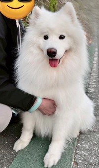 下校途中の女子中学生数人から、「ぎゃー！顔可愛い」と絶叫されたという道端のアイドル、サモエド犬のダッツくん（画像提供：サモエドのダッツさん）