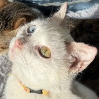 イケニャンなマシュくん