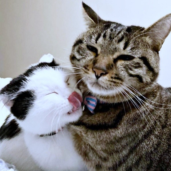 同居猫のしらすちゃんが大好き！ 毛づくろいをするめかぶちゃん（画像提供：硝子さん）