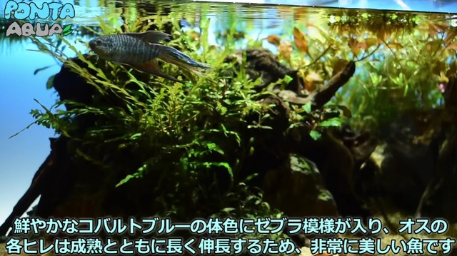 美しいコバルトブルーの体色／投稿主さん提供