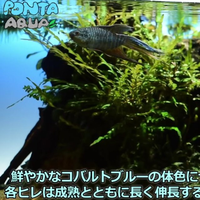 美しいコバルトブルーの体色／投稿主さん提供