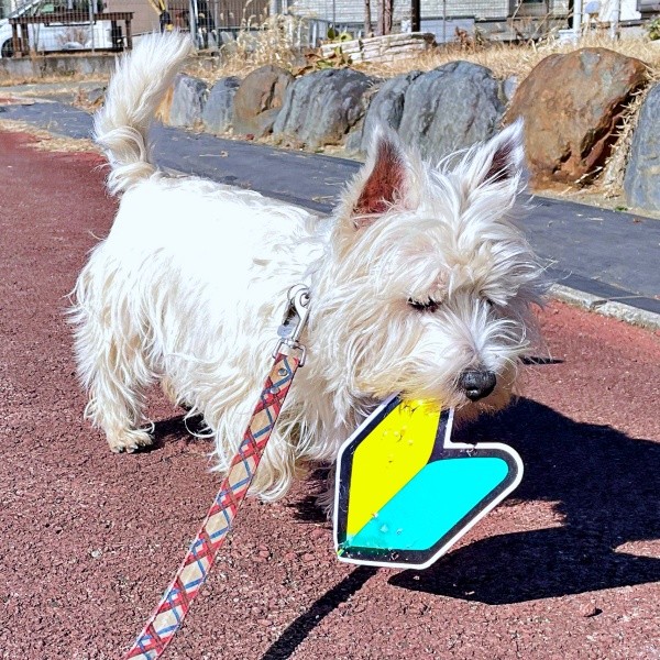 今日のお供は初心者マーク！ 散歩を続行するタオくん（画像提供：もちもちたおちさん）