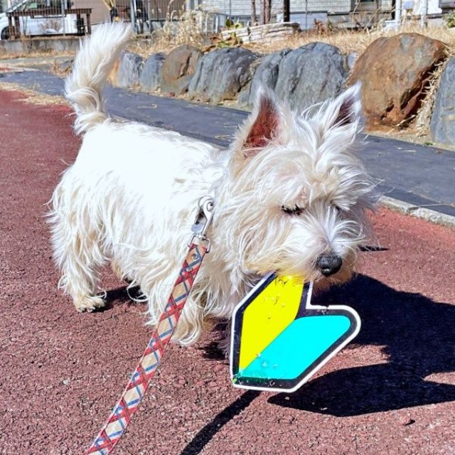 今日のお供は初心者マーク！ 散歩を続行するタオくん（画像提供：もちもちたおちさん）