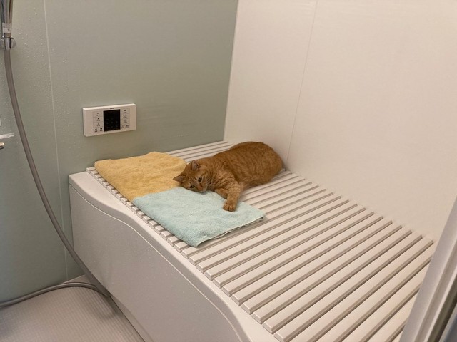 お風呂入ろう！→まさかの先客だニャ 蓋の上でくつろぐ猫さん 「サウナ 