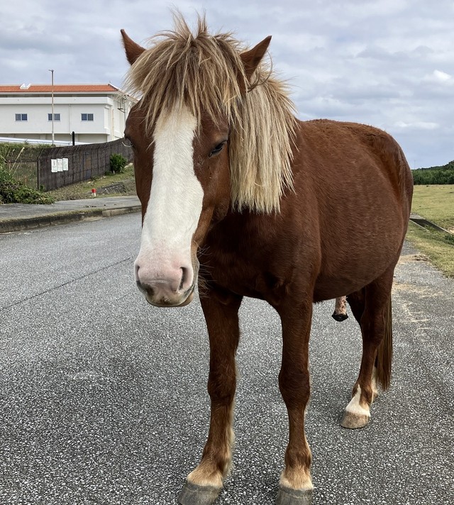 筆者が勝手に命名した与那国馬のチン太
