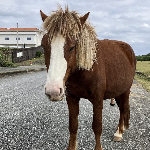 筆者が勝手に命名した与那国馬のチン太