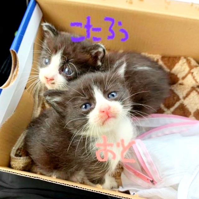 2021年生まれの兄妹（左から）こたろうくんとおとちゃん（画像提供：neveさん）