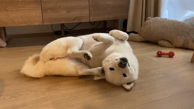 さらに、かきかき（画像提供：柴犬ゆきみさん）