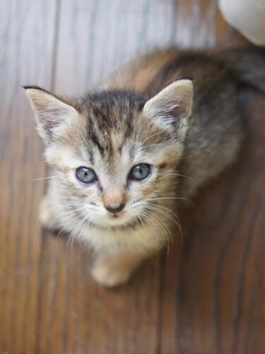 家にきたころの「ノルン」