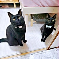 黒猫姉妹（左から）先住の夜空さん、夜千代さん（画像提供：yozo工房さん）