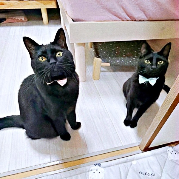 黒猫姉妹（左から）先住の夜空さん、夜千代さん（画像提供：yozo工房さん）