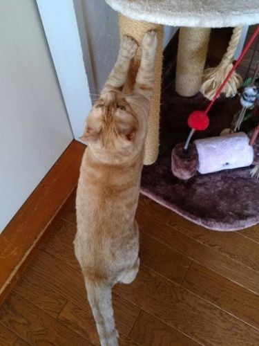 爪研ぎで元気にガシガシ