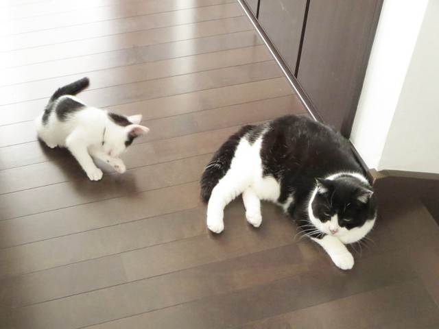 2014年に迎えられた（左）ばんちゃんと、当時一緒に過ごしていた先住猫のたぬちゃん（画像提供：ふぅさん）