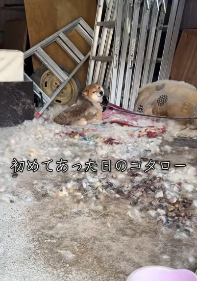 ネグレクトの飼い主から保護された柴犬コタローくん（「ベリーとバニラ&テンとチョコ★秋田のたいが」さん提供、Instagramよりキャプチャ撮影）