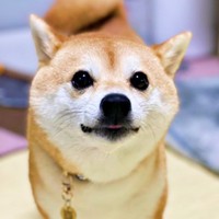 『お』の時のモモちゃん。このあと『おさんぽ』と声をかけるとーー