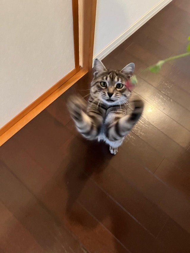 よっしゃ！捕まえるぞ！＝sachie717さん提供
