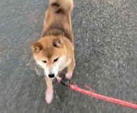 優しい里親さんの元でいつまでも幸せにね！