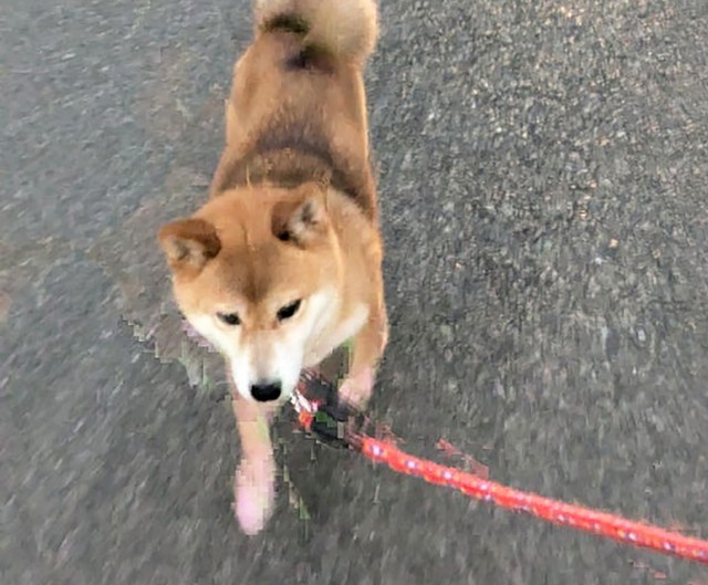 優しい里親さんの元でいつまでも幸せにね！