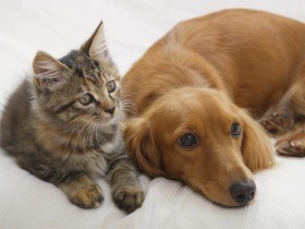 動物愛護センター内の４つの部屋　ネーミングライツを募集