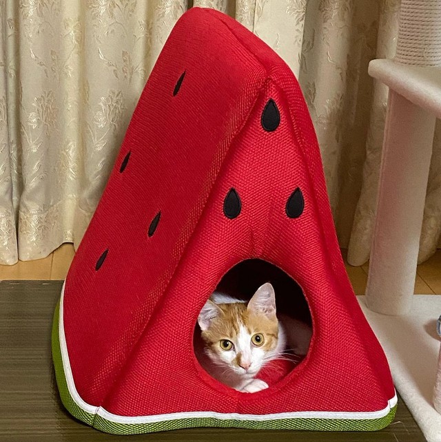 お気に入りのハウスで