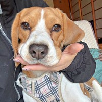 飼い主さんが手のひらを出すと、ちょこんとアゴをのせるふてちゃん（画像提供：ふてぶてしい犬さん）