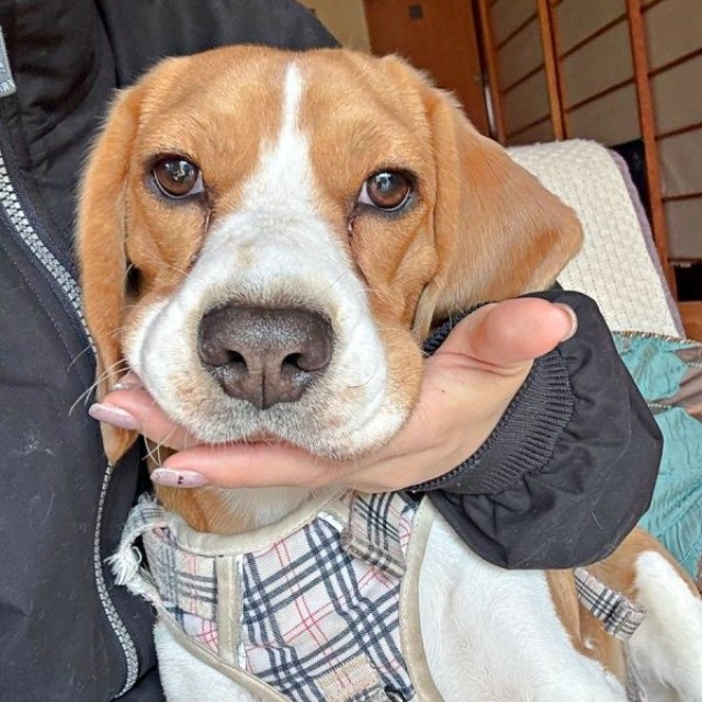 飼い主さんが手のひらを出すと、ちょこんとアゴをのせるふてちゃん（画像提供：ふてぶてしい犬さん）