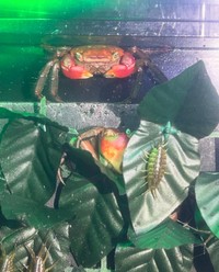 伊勢シーパラダイスでよく出会うという、アカテガニとフナムシ／伊勢シーパラダイス（@iseseaparadise）提供