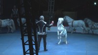 岡山公演初　ポニーのショー