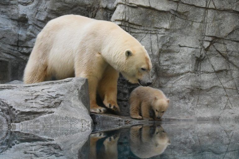 ホッキョクグマ親子公開に沸く水族館が撮影ルール設定「望遠カメラ30cm ホッキョクグマ親子公開に沸く水族館が撮影ルール設定「望遠カメラ30cm